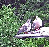 MourningDoves_061311