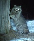 Raccoon_032711_0203hrs