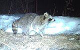 Raccoon_033111_2355hrs