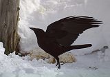 Raven_030911