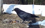 Raven_032911_1754hrs