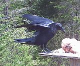 Raven_052311_1242hrs