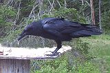 Raven_052611_1652hrs