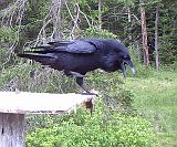 Raven_060211