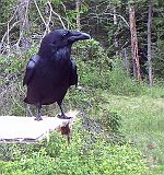 Raven_060211b