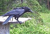 Raven_060911