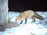 RedFox_032411_0323hrs