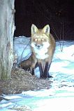 RedFox_032411_0407hrs