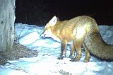 RedFox_032411_0408hrs