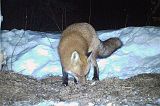 RedFox_032611_2002hrs