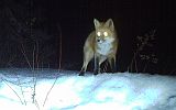 RedFox_033111_0458hrs