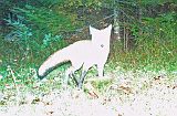 RedFox_092611_0002hrs