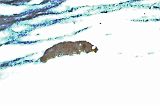 Star_nosedMole_031811_0112hrs