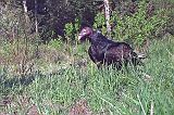 TurkeyVulture_052111