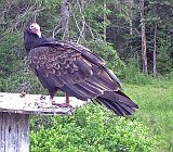 TurkeyVulture_061111b