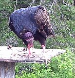 TurkeyVulture_061111c