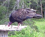 TurkeyVulture_061111d