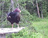 TurkeyVulture_061211