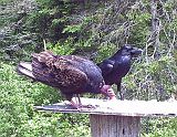 TurkeyVulture_and_Raven_052911