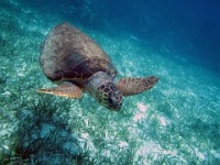 IMG 0679c  Loggerhead Sea Turtle (Caretta caretta)