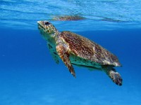 IMG 0697c2  Loggerhead Sea Turtle (Caretta caretta)