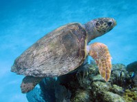 IMG 0749c  Loggerhead Sea Turtle (Caretta caretta)