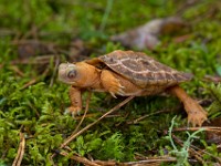 H1A1310c  Wood Turtle (Glyptemys insculpta) -  captive, one year old, leucistic individual, originally found in Gouvernuer