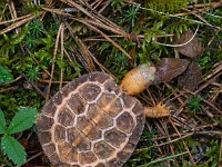 H1A1330c  Wood Turtle (Glyptemys insculpta) -  captive, one year old, leucistic individual, originally found in Gouvernuer