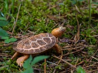 H1A1337c  Wood Turtle (Glyptemys insculpta) -  captive, one year old, leucistic individual, originally found in Gouvernuer