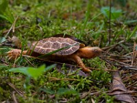 H1A1341c  Wood Turtle (Glyptemys insculpta) -  captive, one year old, leucistic individual, originally found in Gouvernuer