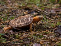 H1A1345c  Wood Turtle (Glyptemys insculpta) -  captive, one year old, leucistic individual, originally found in Gouvernuer