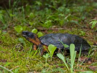 H1A1351c  Wood Turtle (Glyptemys insculpta) -  captive