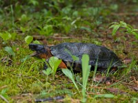 H1A1357c  Wood Turtle (Glyptemys insculpta) -  captive