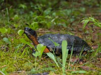 H1A1358c  Wood Turtle (Glyptemys insculpta) -  captive