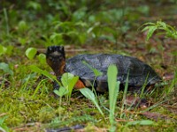 H1A1359c  Wood Turtle (Glyptemys insculpta) -  captive