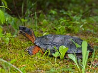 H1A1365c  Wood Turtle (Glyptemys insculpta) -  captive