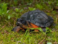 H1A1367c  Wood Turtle (Glyptemys insculpta) -  captive