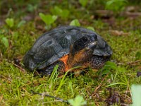 H1A1375c  Wood Turtle (Glyptemys insculpta) -  captive