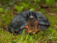 H1A1377c  Wood Turtle (Glyptemys insculpta) -  captive