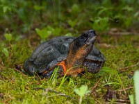 H1A1385c  Wood Turtle (Glyptemys insculpta) -  captive