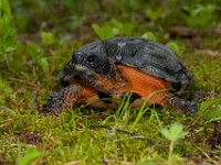 H1A1387c  Wood Turtle (Glyptemys insculpta) -  captive