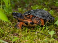 H1A1388c  Wood Turtle (Glyptemys insculpta) -  captive