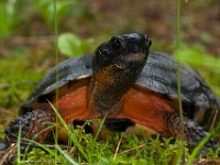 H1A1391c  Wood Turtle (Glyptemys insculpta) -  captive