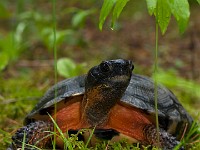 H1A1391c2  Wood Turtle (Glyptemys insculpta) -  captive