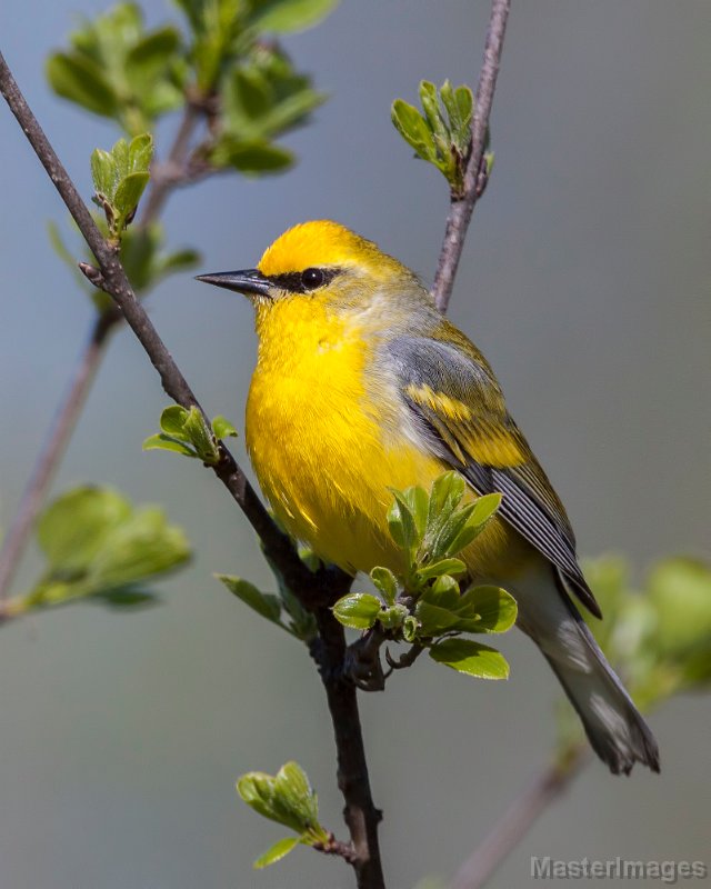 Brewster's Warbler