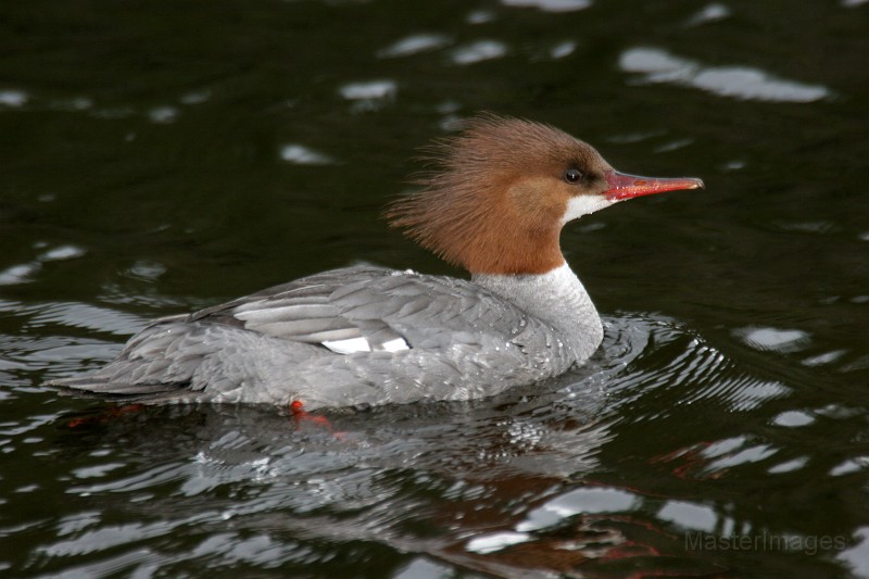 common_merganser2.jpg - Common Merganser (Mergus merganser) - female