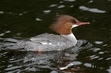 common_merganser2