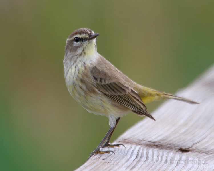 Palm Warbler/IMG_6840c