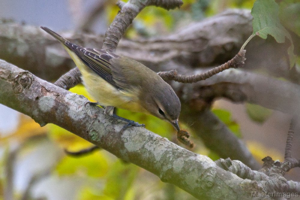 Philadelphia Vireo/IMG_3295c