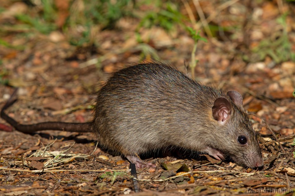 Brown Rat